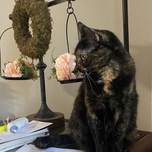 Meet your Posher, Addison